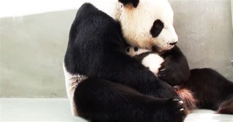Adorable Newborn Panda Reunites With Her Mother Madly Odd