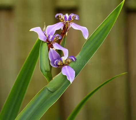 Blooming Blue Iris Stock Photo Image Of Vibrant Closeup 31754496