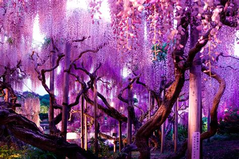 Top 20 Most Unusual And Unique Trees Around The World
