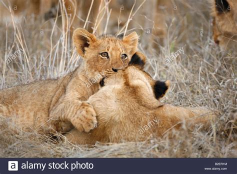 Lion Cubs Playing Stock Photo 18765088 Alamy