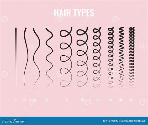 Vector Illustration Of A Hair Types Chart Displaying All Types And