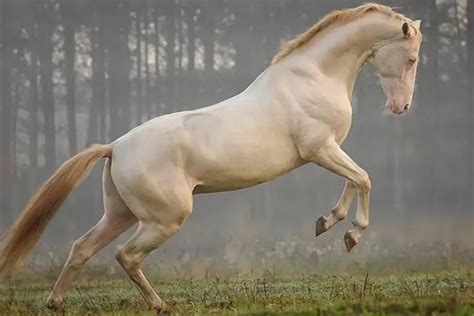 13 Of The Rarest Breeds In The World That Might Surprise You Horse