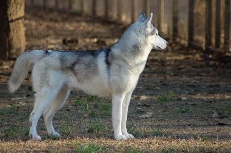 Husky Wolf Mix Wolf Dog A Cross Of Striking Beauty And Intelligence