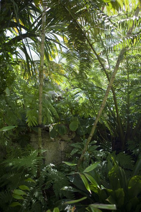 Vegetation Including Palm Trees Clippix Etc Educational Photos For