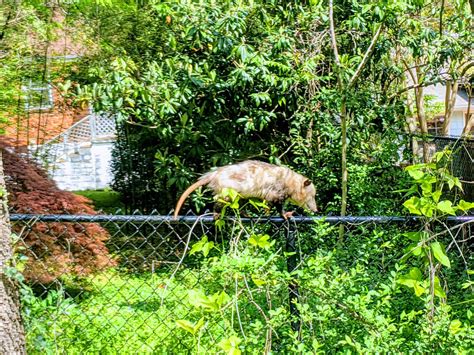 Backyard Wildlife Opossums Nate Shivar