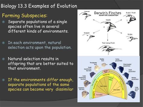 Ppt Biology 133 Examples Of Evolution Powerpoint