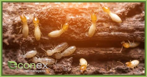 How To Protect Yourself From Termites Econex Pest Management Pest