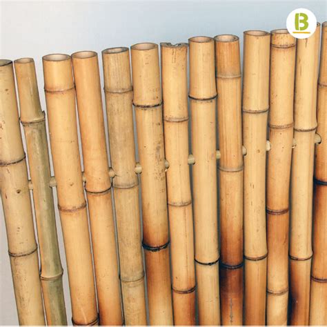 Bambusa Estudio Especialistas En Bamb Bambusa Estudio
