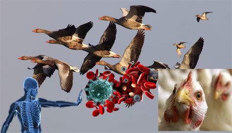 Migratory Birds Spread And Carry Which Strains Of Avian Influenza Viruses