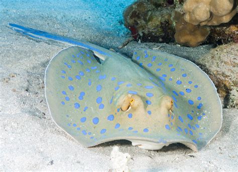Stingrays Wild Animals News And Facts By World Animal Foundation