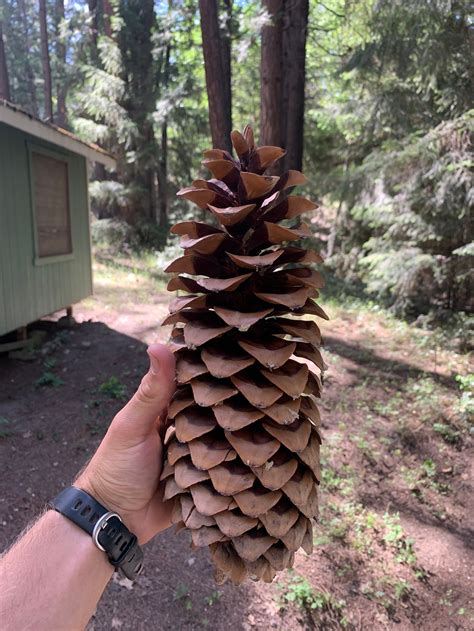 Large Sugar Pine Cones Etsy