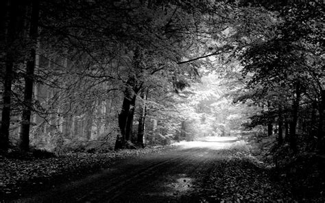Photography Monochrome Forest Path Trees Dirt Road Wallpapers Hd