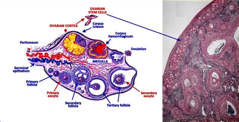Structure Of Human Ovary Left Schematic Representation Of The