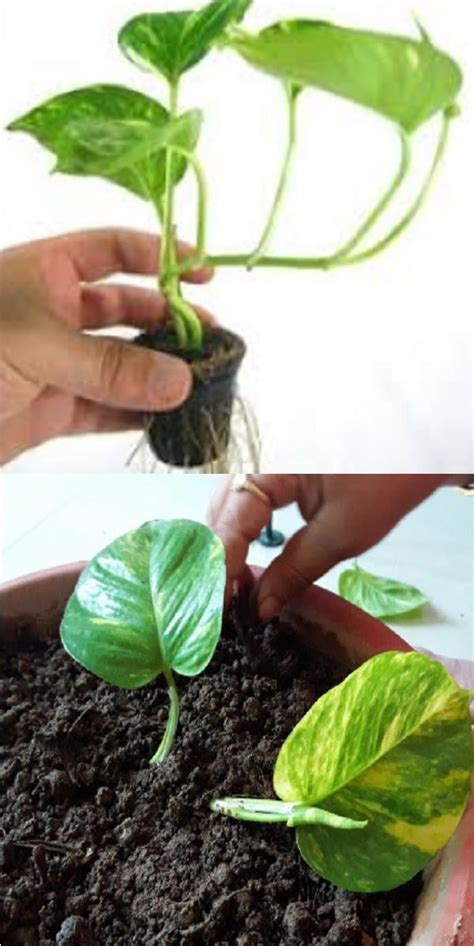 How To Grow Money Plant From Leaf Money Plant Plants Money Plant Indoor
