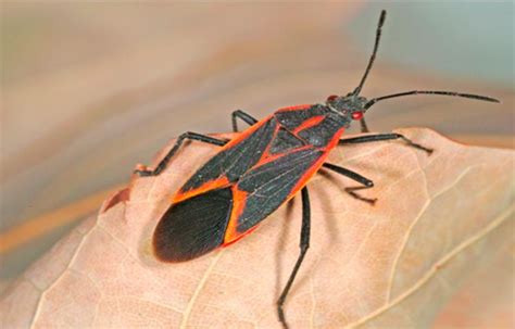 Boxelder Bugs — Facts Information Prevention And Control Pestsguide