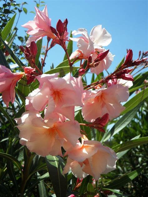 Unfortunately, oleander in the landscape is considered to be highly toxic whether the plant is fresh or dried. Oleander, Nerium oleander