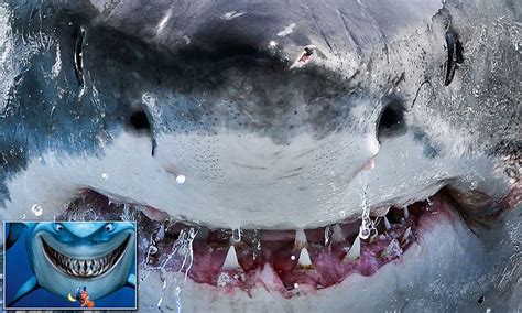 Smiling Shark That Looks Just Like Bruce From Finding Nemo Emerges From