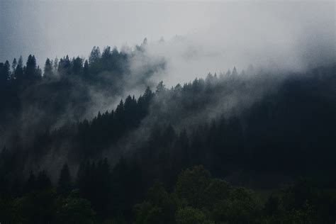 Dense Mist Descending On An Evergreen Forest Dense Fog In The Woods 4k
