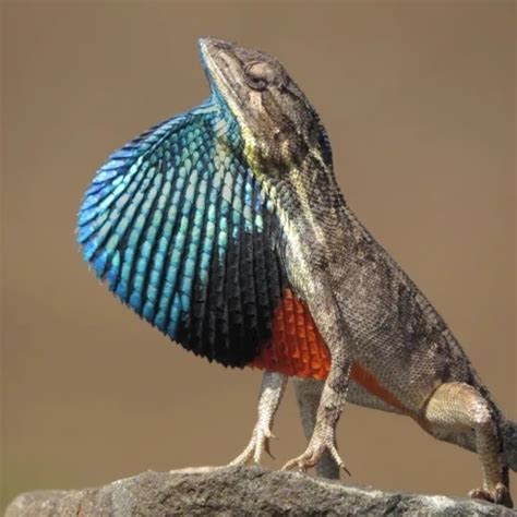 10 Types Of Lizards Owlcation