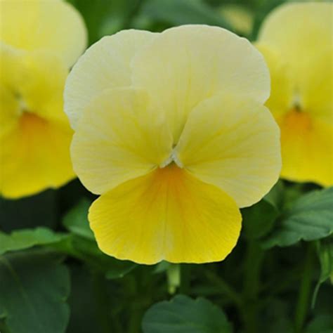 Viola Flower Garden Seeds Sorbet F1 Series Lemon Chiffon 100