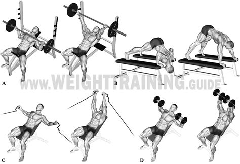 Horizontal Pushing Exercises Obtuse Angle Of Force Muscle Activation