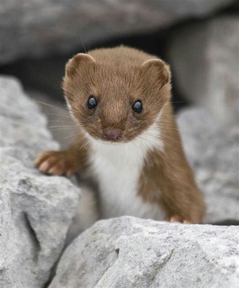 A Small Brown And White Animal Standing On Top Of A Rock
