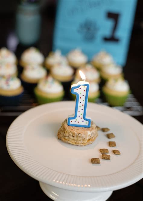 Birthday messages and birthday wishes. How to Make a Birthday Cake for Your Cat