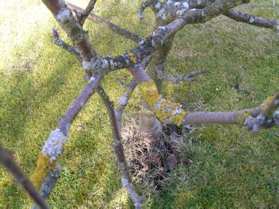 Like many fungi, it's especially active in spring. I would like to identify a desease on my apple tree ...