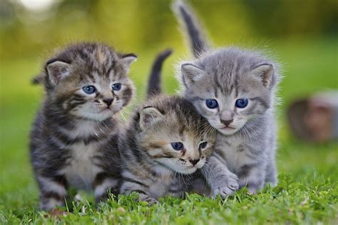 Фотографии с симпатичными котиками Fotorelax