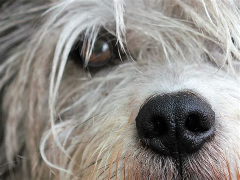 What To Do If Your Dogs Eye Turns Cloudy Suddenly Pethelpful