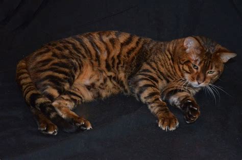 Toyger Cat For Sale In Malaysia Sale Special Offer