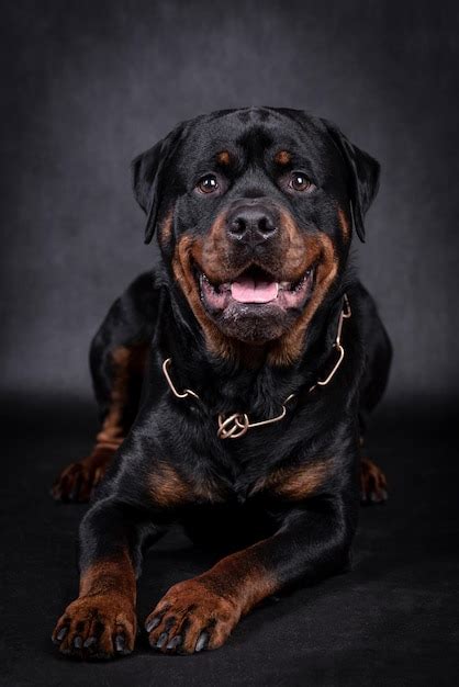 Premium Photo Portrait Of The Happy Rottweiler Dog