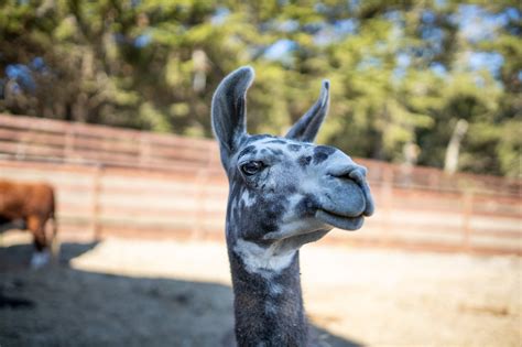 Invite A Live Goat Or Llama On Your Next Zoom Call