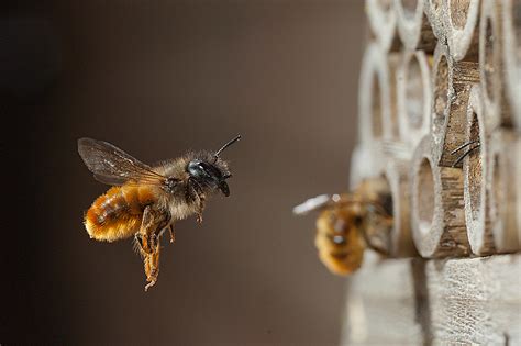 A Handbook On Solitary Bees Is Being Published In March 2017 Milton