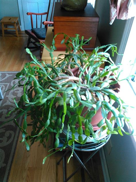 Why is my christmas cactus blooming in october? Help me ID this fleshy droopy woody house plant ...