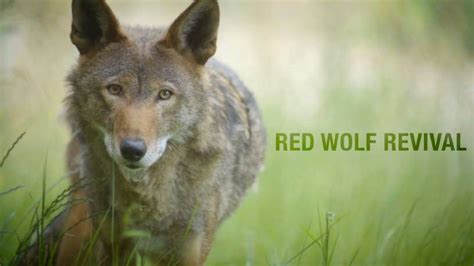 Red Wolf Revival Rva Environmental Film Festival