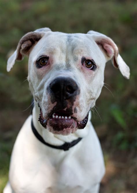 Dogo argentino, pittbull femmina mix pitbull/dogo adulta. Shelter Dogs of Portland: "HOWIE" big happy puppy - Dogo ...