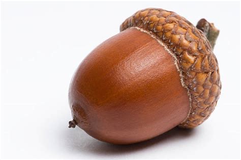 You have acorns core and 30 percent corporate bonds. Acorn Stock Photos, Pictures & Royalty-Free Images - iStock