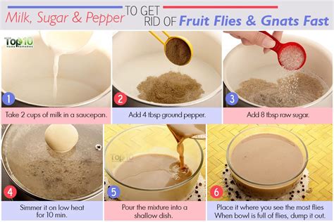 House flies respond to the bait, enter the trap and get stuck. How to Get Rid of Fruit Flies and Gnats Fast | Top 10 Home ...
