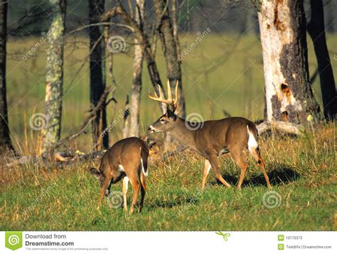 Whitetail Buck And Doe In Meadow Stock Image Image Of