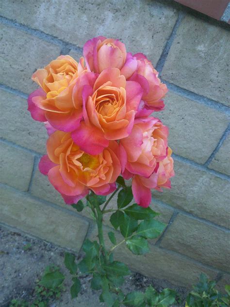 Disneyland Roses Orange Pink Floribunda Love Rose Rose Garden When