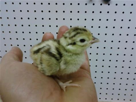 Check spelling or type a new query. Pheasant hatching eggs/day old chicks