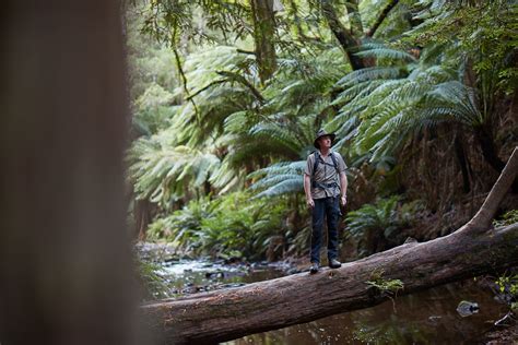 Great Otway National Park Visit Great Ocean Road