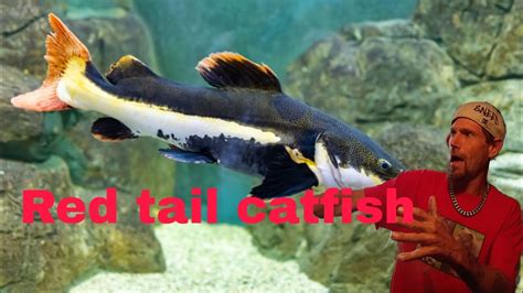 Red Tail Catfish Tank Move Youtube