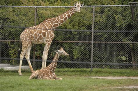 Mother And Baby Giraffe Stock Image Image Of Wildlife 11250223