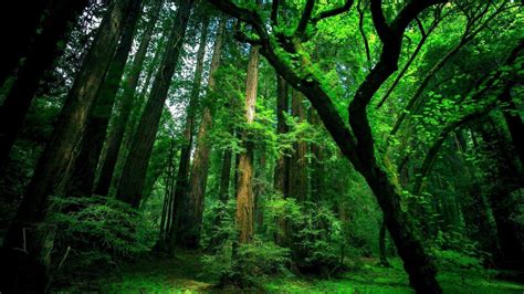Green Forest Wallpapers Wallpaper Cave