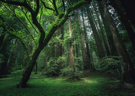 Hd Wallpaper Green Leafed Trees Forest Grass Moss Sequoia Nature