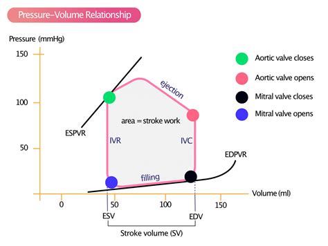Ventricular Pressure Volume Relationship Preload Afterload Stroke Volume Wall Stress And Frank