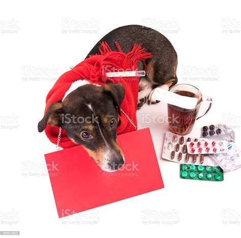 Sick Dog With Medicine On A White Background Stock Photo Download