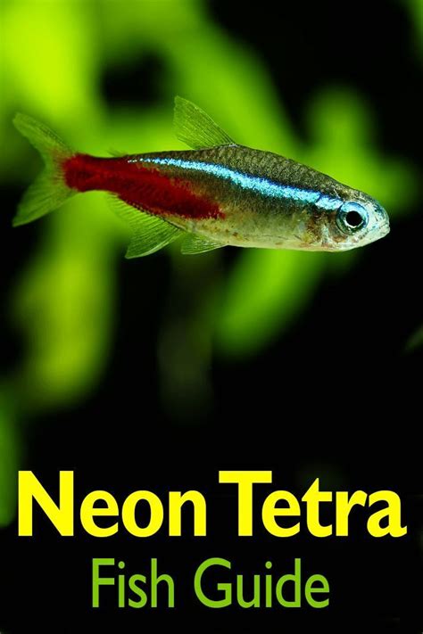 How Much Do Neon Tetras Eat